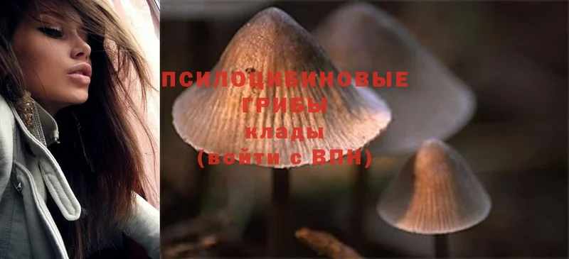 Галлюциногенные грибы MAGIC MUSHROOMS  Гурьевск 